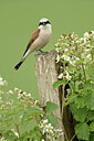 BUITEN BEELD Foto: 443345