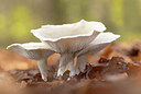 BUITEN BEELD Foto: 443356