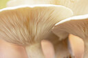BUITEN BEELD Foto: 443357