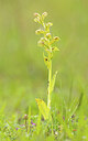 BUITEN BEELD Foto: 443362