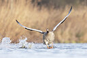 BUITEN BEELD Foto: 443372