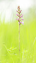 BUITEN BEELD Foto: 443377