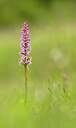 BUITEN BEELD Foto: 443379