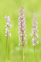 BUITEN BEELD Foto: 443384