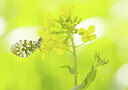 BUITEN BEELD Foto: 443386