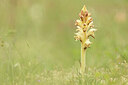 BUITEN BEELD Foto: 443397