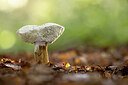 BUITEN BEELD Foto: 443404
