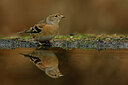 BUITEN BEELD Foto: 443406