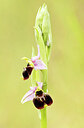 BUITEN BEELD Foto: 443407