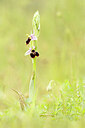 BUITEN BEELD Foto: 443413