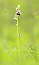 BUITEN BEELD Foto: 443414