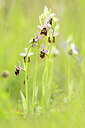 BUITEN BEELD Foto: 443417