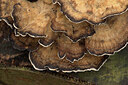 BUITEN BEELD Foto: 443431