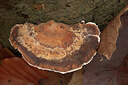 BUITEN BEELD Foto: 443432