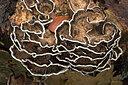 BUITEN BEELD Foto: 443439