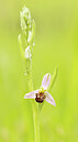 BUITEN BEELD Foto: 443456