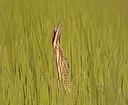 BUITEN BEELD Foto: 443499