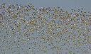 BUITEN BEELD Foto: 443501