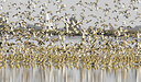 BUITEN BEELD Foto: 443502