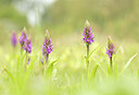 BUITEN BEELD Foto: 443508