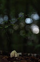 BUITEN BEELD Foto: 443512
