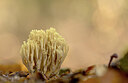 BUITEN BEELD Foto: 443515