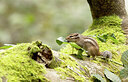 BUITEN BEELD Foto: 443524