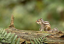 BUITEN BEELD Foto: 443529