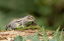 BUITEN BEELD Foto: 443534
