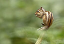 BUITEN BEELD Foto: 443536