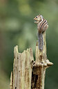 BUITEN BEELD Foto: 443541