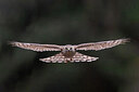 BUITEN BEELD Foto: 443554