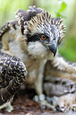 BUITEN BEELD Foto: 443573
