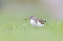 BUITEN BEELD Foto: 443587