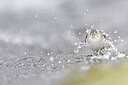 BUITEN BEELD Foto: 443589