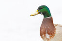 BUITEN BEELD Foto: 443596
