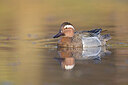 BUITEN BEELD Foto: 443598
