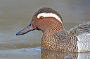 BUITEN BEELD Foto: 443600
