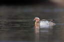 BUITEN BEELD Foto: 443605