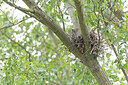 BUITEN BEELD Foto: 443608