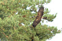 BUITEN BEELD Foto: 443609