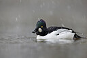 BUITEN BEELD Foto: 443612