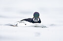 BUITEN BEELD Foto: 443616