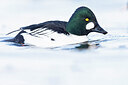 BUITEN BEELD Foto: 443618