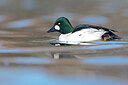 BUITEN BEELD Foto: 443620