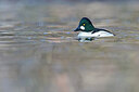 BUITEN BEELD Foto: 443621