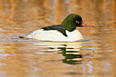 BUITEN BEELD Foto: 443626