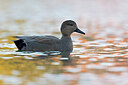 BUITEN BEELD Foto: 443628