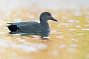BUITEN BEELD Foto: 443629
