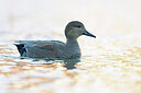BUITEN BEELD Foto: 443631